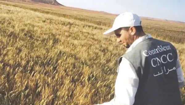 Révolution Agricole en Algérie : Le Blé Résistant à la Sécheresse Redéfinit la Souveraineté Alimentaire