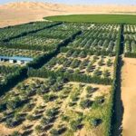 Afrika Food Dakar : L'Algérie Rayonne à l'International dans le Domaine Agricole