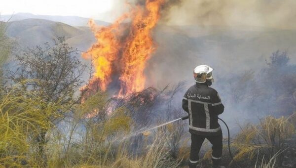 Alerte Rouge : Le Rapport Choc de la Banque mondiale sur les Feux de Forêts en Algérie