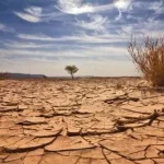 Algérie : Dans l'Étau de la Sécheresse, les Agriculteurs Face à un Dilemme Dévastateur