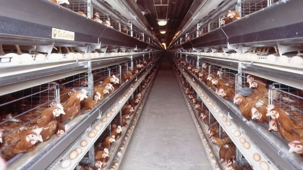 Crise du Poulet en Algérie : L'Aviculture au Bord du Gouffre