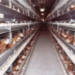 Crise du Poulet en Algérie : L'Aviculture au Bord du Gouffre