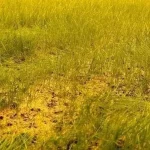 Gazon en Detresse : Le Terrain de Baraki, une Honte Nationale avant le Match Algérie-Somalie