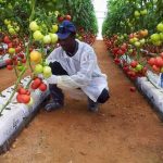 L'Algérie, Championne d'Afrique en Recettes Publiques : Un Aperçu Économique Révélateur