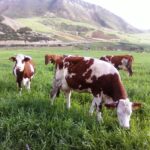 L'Algérie et les États-Unis Unissent leurs Forces pour le Développement du Secteur Laitier