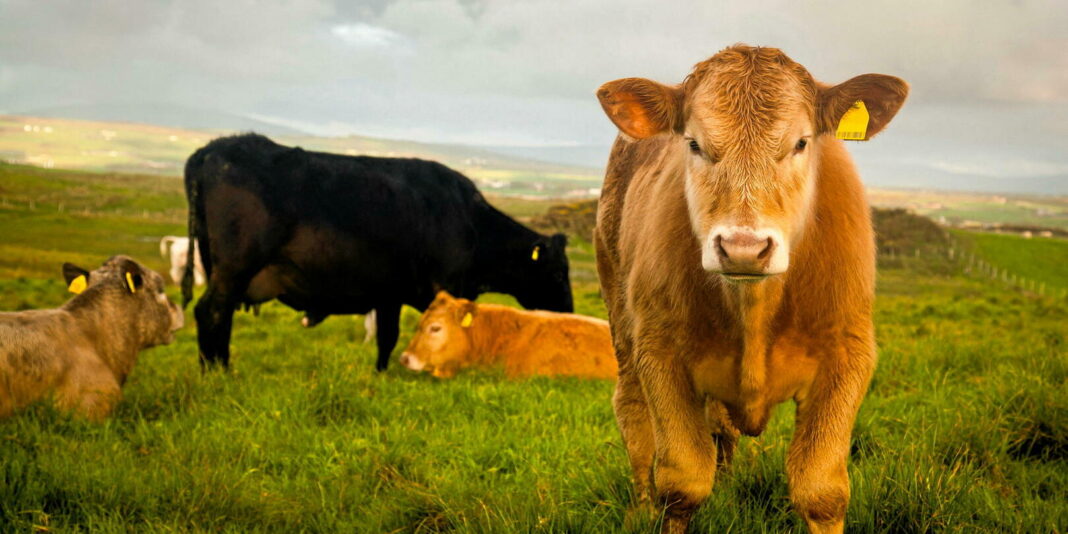 L'Algérie se Tourne vers l'Irlande pour Nourrir son Avenir : Le Bœuf Irlandais entre en Scène