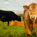 L'Algérie se Tourne vers l'Irlande pour Nourrir son Avenir : Le Bœuf Irlandais entre en Scène