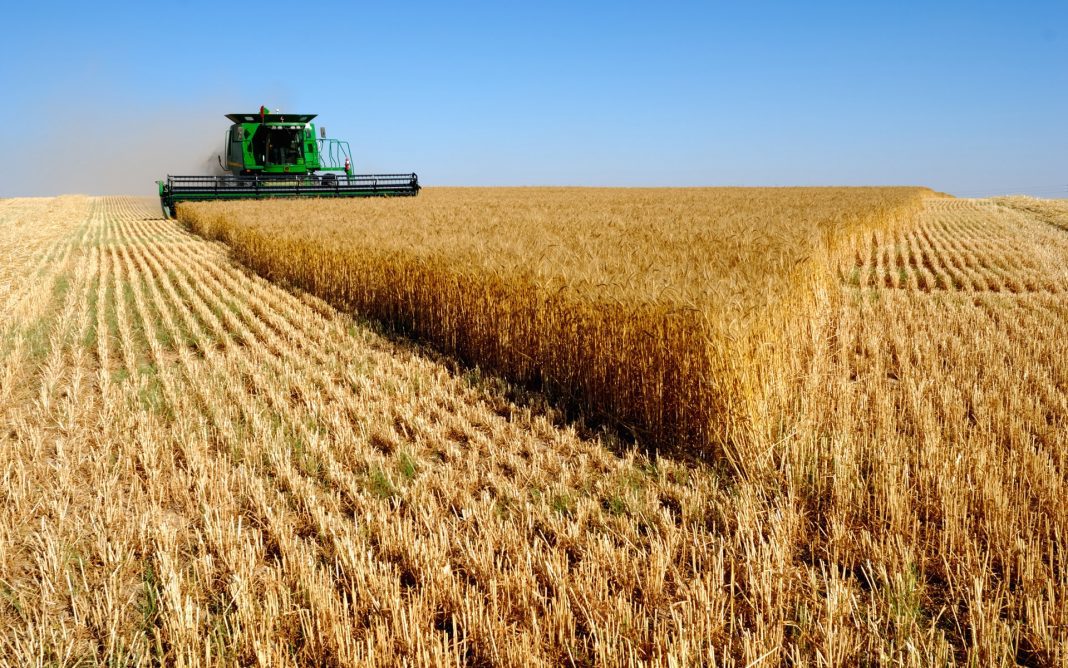 L'Algérie se Tourne vers le Blé Russe : Un Nouveau Cap dans les Relations Agricoles