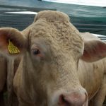 L'Élevage en Algérie : Un Attrait Mondial Attise la Curiosité Française