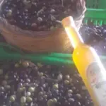 La Filière de l'Huile d'Olive en Algérie : Défis et Perspectives dans un Monde en Mutation