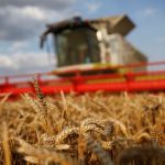 La France Évincée : Le Blé Russe Conquiert l'Afrique du Nord