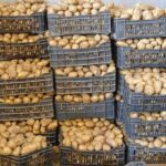 Pommes de Terre en Abondance : L'Algérie se Prépare à Stabiliser les Prix