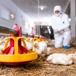 Poulet en Algérie : Une Flambée des Prix Énigmatique