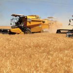 Semences Céréalières en Algérie : Une Réussite Économique et Stratégique