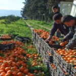 Algérie : Pourquoi les agrumes abondent-ils sur le marché malgré des défis structurels ?
