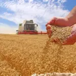 L’Algérie claque la porte au blé français : la France face à un fiasco géo-économique sans précédent