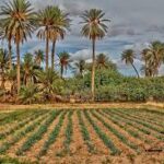 Le Sahara, futur grenier de l’Algérie : une révolution agricole en marche