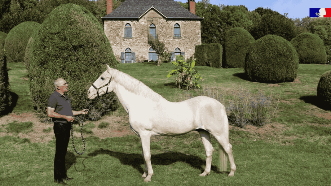 Mabrouk, le cheval offert par Bouteflika à Chirac, meurt à 31 ans : un symbole de l’amitié franco-algérienne s’éteint