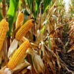 Maïs grain en Algérie : révolution agricole ou pari risqué pour l’autosuffisance ?