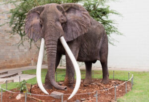 Ahmed l'Éléphant : le symbole d'une coexistence fragile entre humains et nature en Côte d'Ivoire