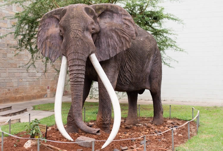 Ahmed l’Éléphant : le symbole d’une coexistence fragile entre humains et nature en Côte d’Ivoire