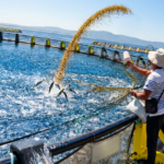 Cages flottantes d'élevage de pagres dans la baie de Béjaïa, Algérie, printemps 2026