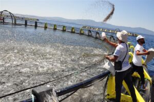Cages flottantes d'élevage de pagres dans la baie de Béjaïa, Algérie, printemps 2026