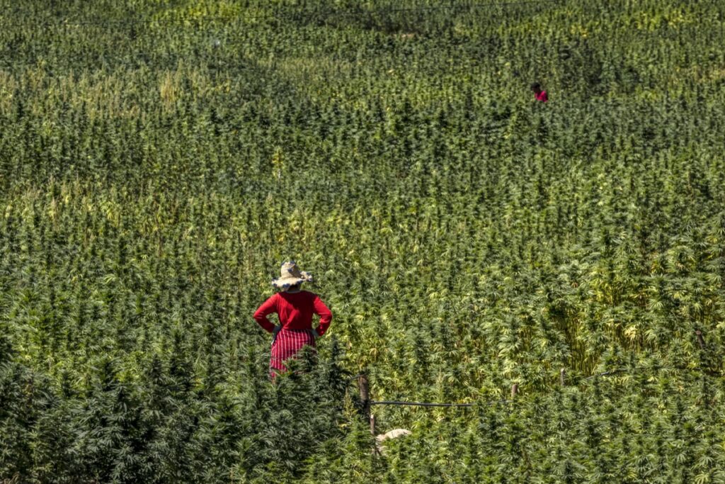 Agriculteur marocain dans une parcelle de cannabis licite du Rif, province de Chefchaouen, saison 2025 — coopérative agréée ANRAC