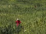 Agriculteur marocain dans une parcelle de cannabis licite du Rif, province de Chefchaouen, saison 2025 — coopérative agréée ANRAC