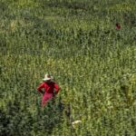 Agriculteur marocain dans une parcelle de cannabis licite du Rif, province de Chefchaouen, saison 2025 — coopérative agréée ANRAC