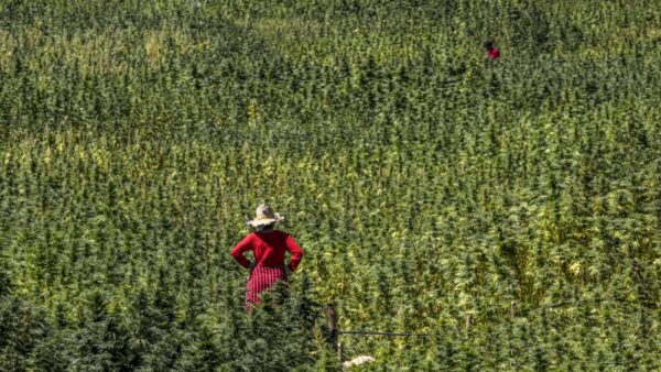 Agriculteur marocain dans une parcelle de cannabis licite du Rif, province de Chefchaouen, saison 2025 — coopérative agréée ANRAC