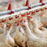 Marché de gros de volailles vivantes en Algérie, avril 2026 — affichage à 255 dinars le kilogramme après la baisse post-Ramadhan