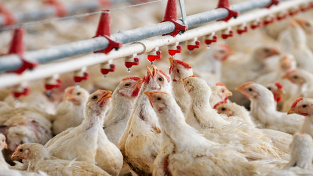 Marché de gros de volailles vivantes en Algérie, avril 2026 — affichage à 255 dinars le kilogramme après la baisse post-Ramadhan