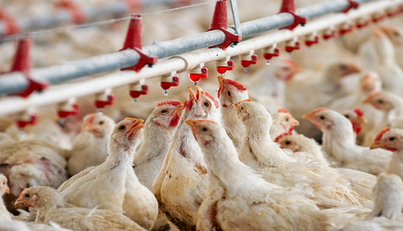 Poulet en Algérie : 250 dinars le kilo au gros, une accalmie post-Aïd qui ne rassure pas les éleveurs